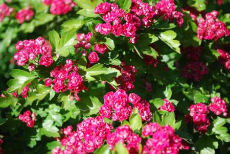 gallery_13523_3241_88357.jpg