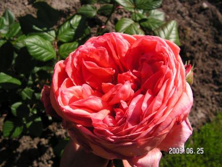 gallery_1786_2574_172985.jpg