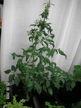 gallery_4958_3590_61947.jpg