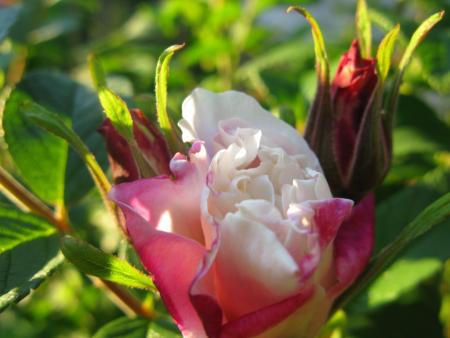 gallery_6290_2876_21940.jpg