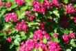 tn_gallery_13523_3241_88357.jpg