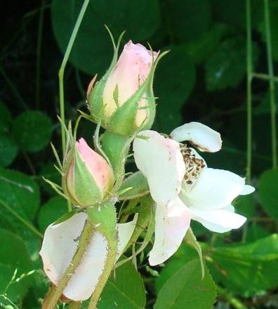 gallery_12789_2988_53776.jpg