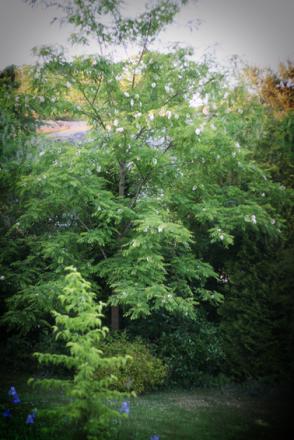 gallery_23533_3540_106107.jpg