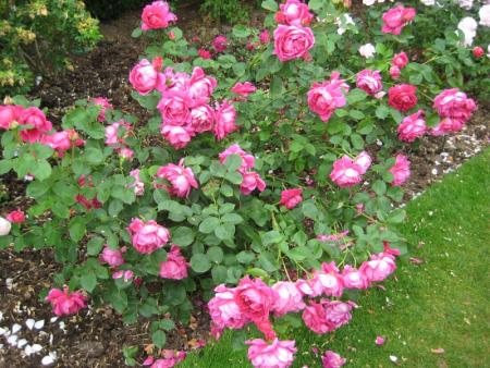 gallery_12351_3599_146654.jpg