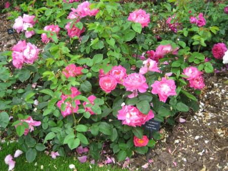 gallery_12351_3599_173256.jpg
