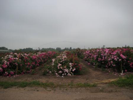 gallery_12351_3599_448.jpg