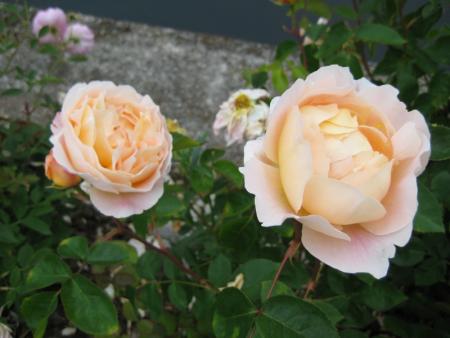 gallery_12351_3599_53011.jpg