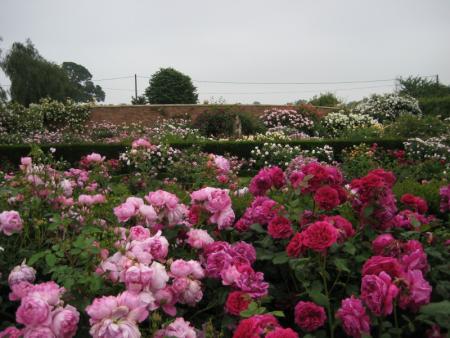 gallery_12351_3599_61256.jpg