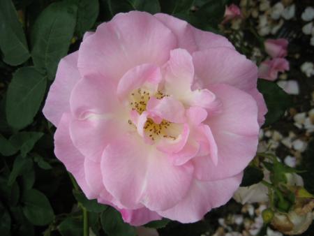 gallery_12351_3599_62478.jpg