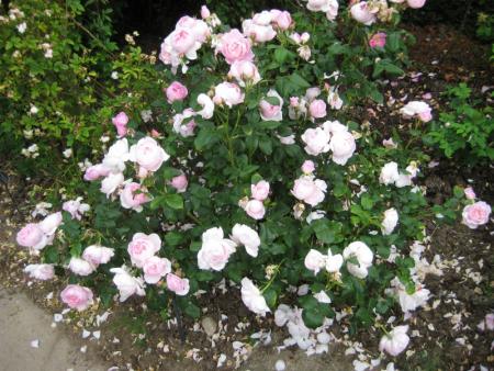 gallery_12351_3599_67311.jpg