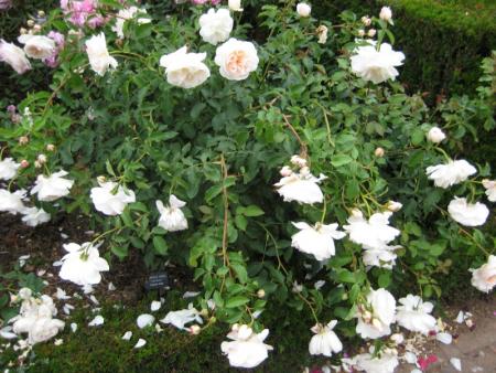 gallery_12351_3599_69254.jpg
