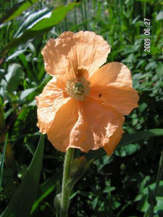 gallery_1786_2895_62067.jpg