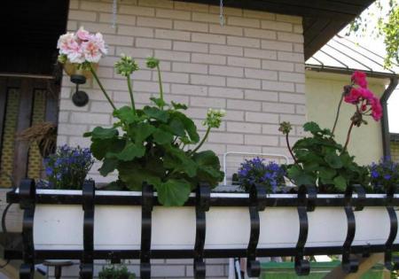 gallery_23204_3523_39644.jpg