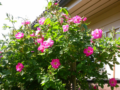 gallery_276_1250_72106.jpg