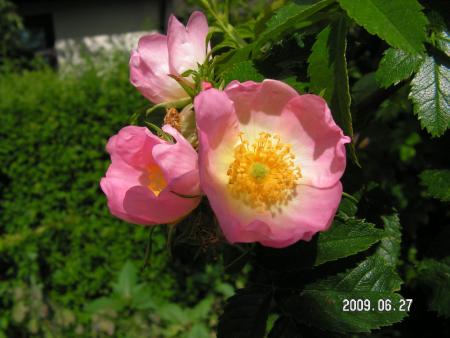 gallery_1786_2574_127744.jpg