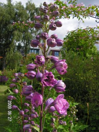 gallery_1786_2895_102671.jpg