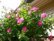 tn_gallery_276_1250_72106.jpg