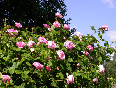 gallery_276_1250_40681.jpg