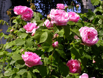 gallery_276_1250_52748.jpg