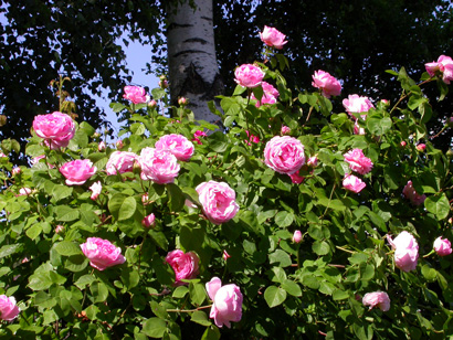 gallery_276_1250_71368.jpg