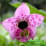 gallery_4707_3413_2638.jpg