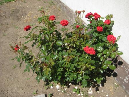 gallery_12351_2448_36446.jpg