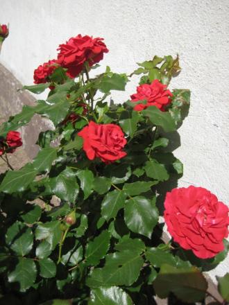 gallery_12351_2448_68779.jpg