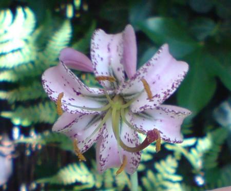 gallery_4707_3413_154636.jpg