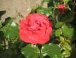tn_gallery_12351_2448_55655.jpg