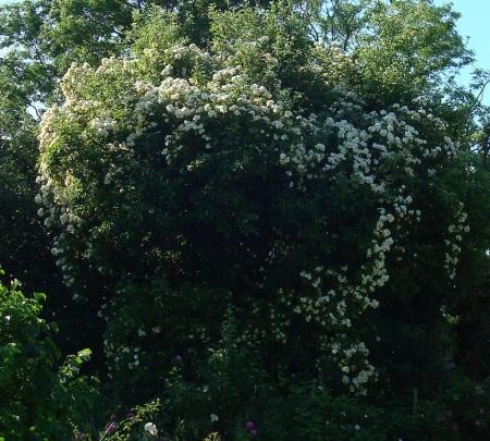 gallery_12789_2988_173769.jpg