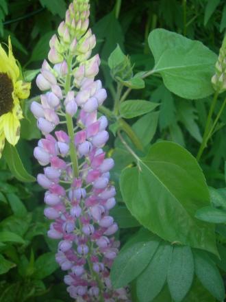 gallery_16329_3450_93634.jpg