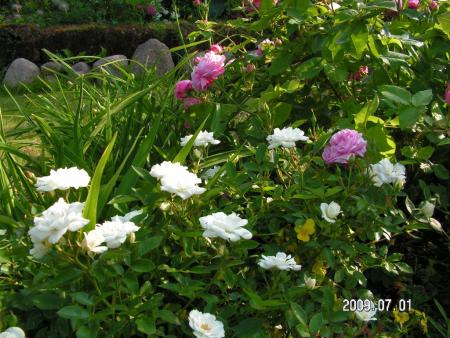 gallery_1786_2574_101225.jpg