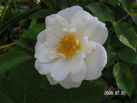 gallery_1786_2574_108596.jpg