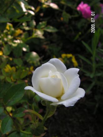 gallery_1786_2574_130144.jpg
