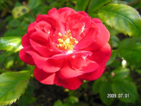 gallery_1786_2574_45465.jpg