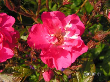 gallery_1786_2574_52440.jpg
