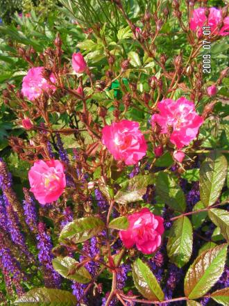 gallery_1786_2574_53682.jpg