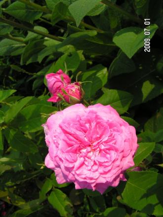 gallery_1786_2574_63185.jpg