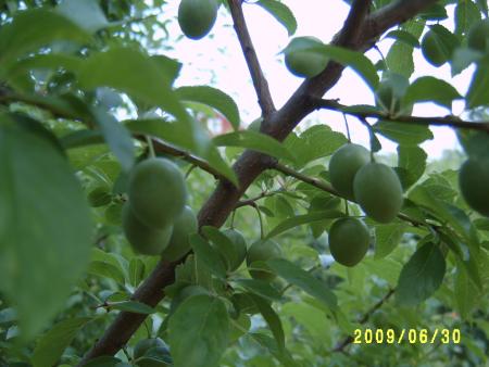 gallery_24518_3608_112607.jpg