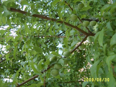 gallery_24518_3608_122287.jpg