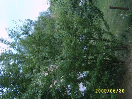 gallery_24518_3608_87763.jpg