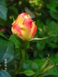 tn_gallery_1786_2574_129461.jpg