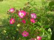 tn_gallery_1786_2574_136539.jpg