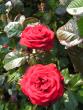 tn_gallery_1786_2574_19865.jpg