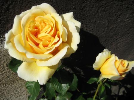 gallery_12351_2448_27390.jpg