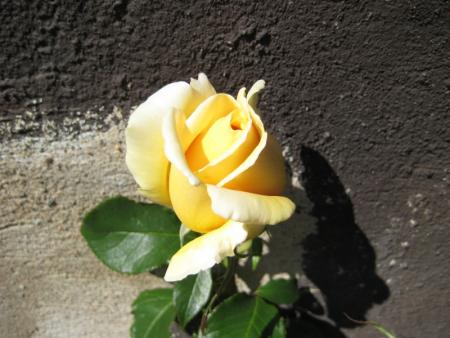 gallery_12351_2448_87180.jpg
