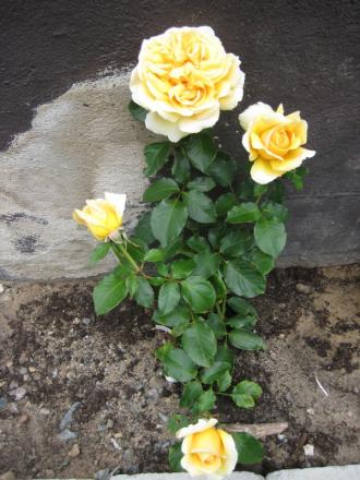 gallery_12351_2448_95566.jpg