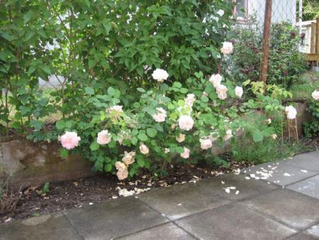 gallery_12378_3611_23548.jpg