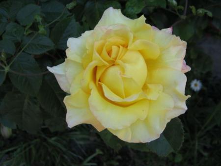 gallery_12378_3611_32962.jpg