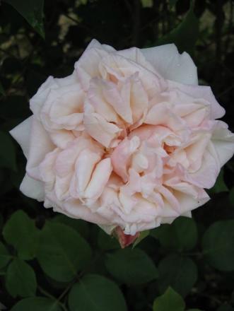 gallery_12378_3611_3465.jpg